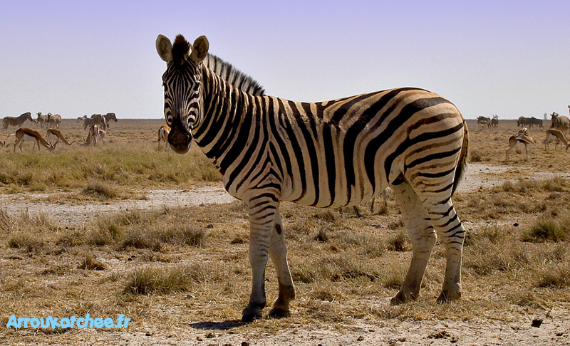 Etosha zebre